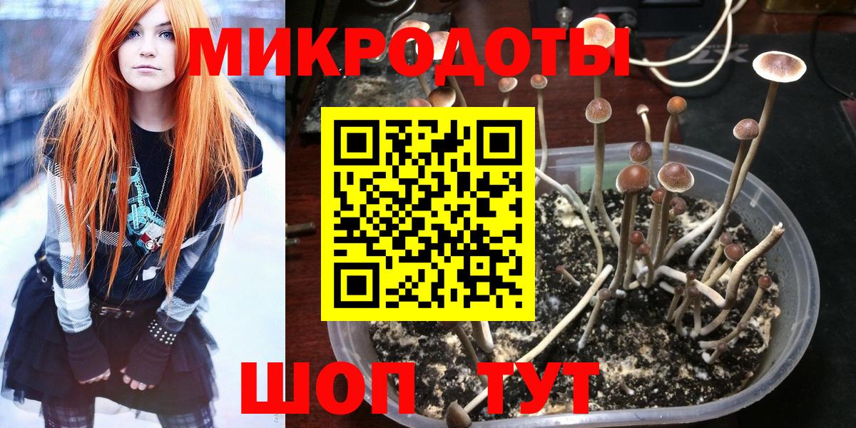 Псилоцибиновые грибы Psilocybine cubensis Добрянка